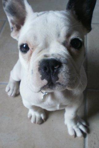 Fransk bulldog Bella billede 6