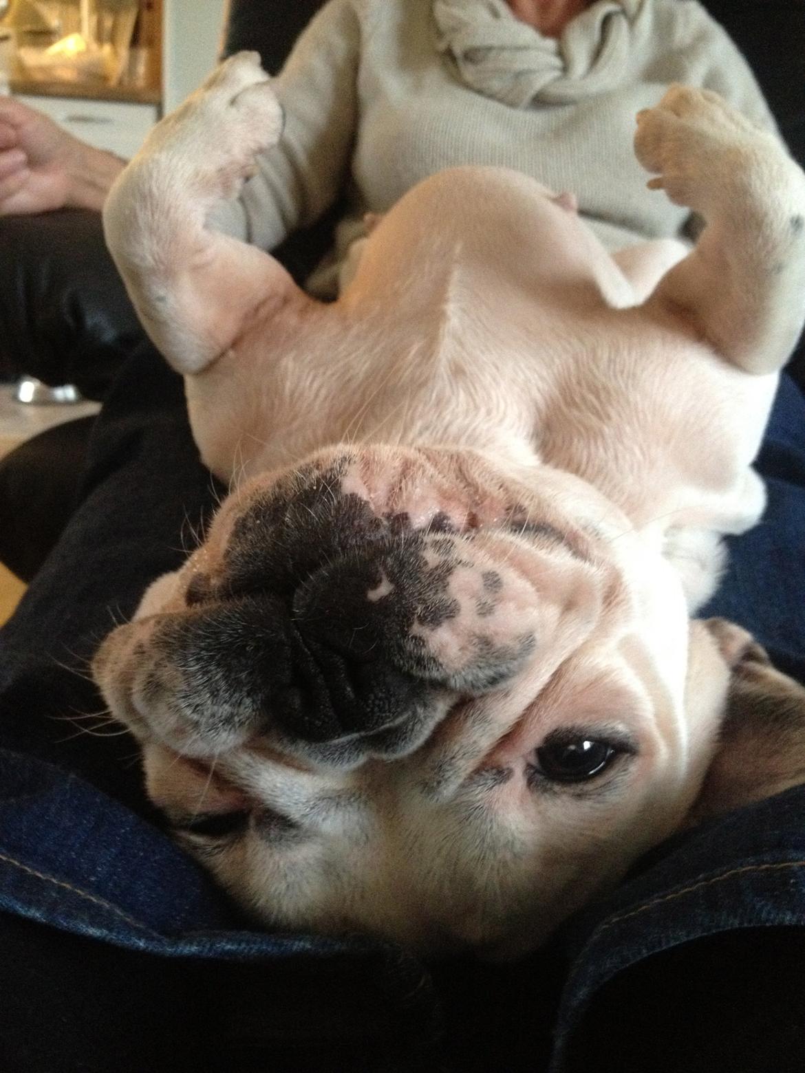 Fransk bulldog Bella billede 7