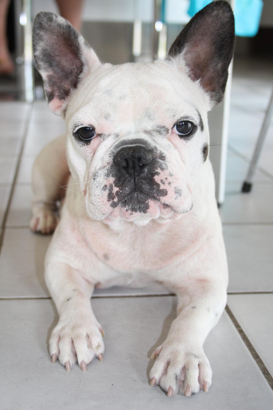 Fransk bulldog Bella billede 8