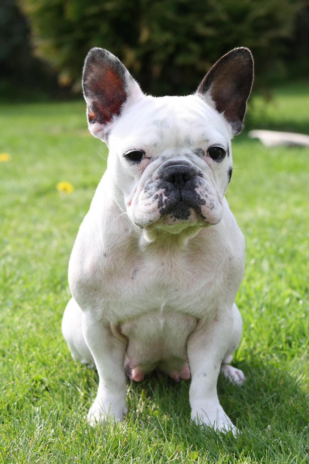 Fransk bulldog Bella billede 1