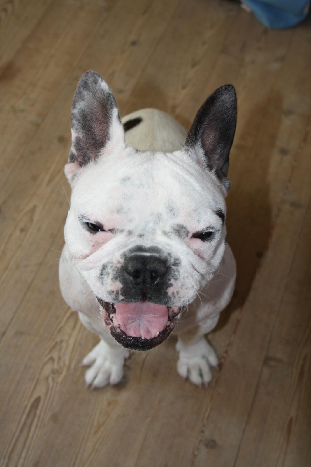 Fransk bulldog Bella billede 9