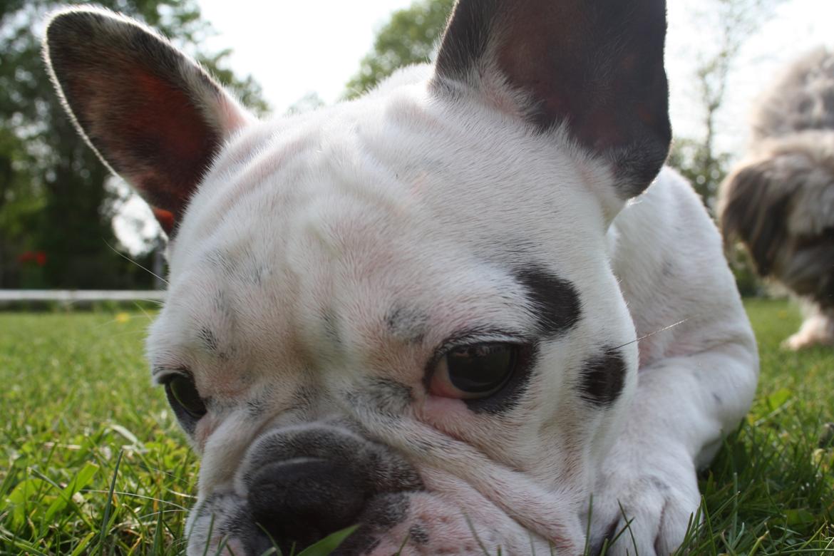Fransk bulldog Bella billede 10