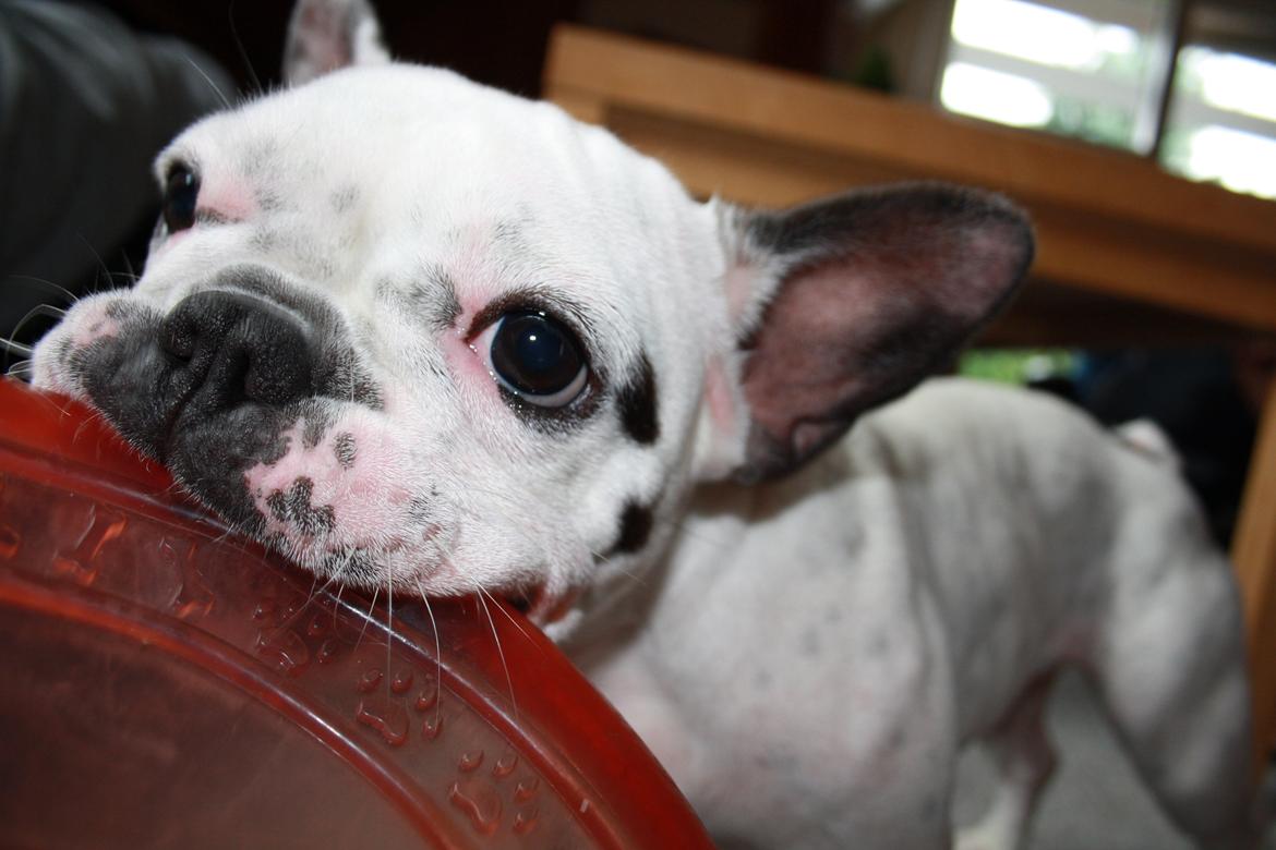 Fransk bulldog Bella billede 11