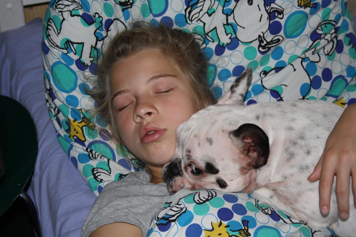 Fransk bulldog Bella billede 12