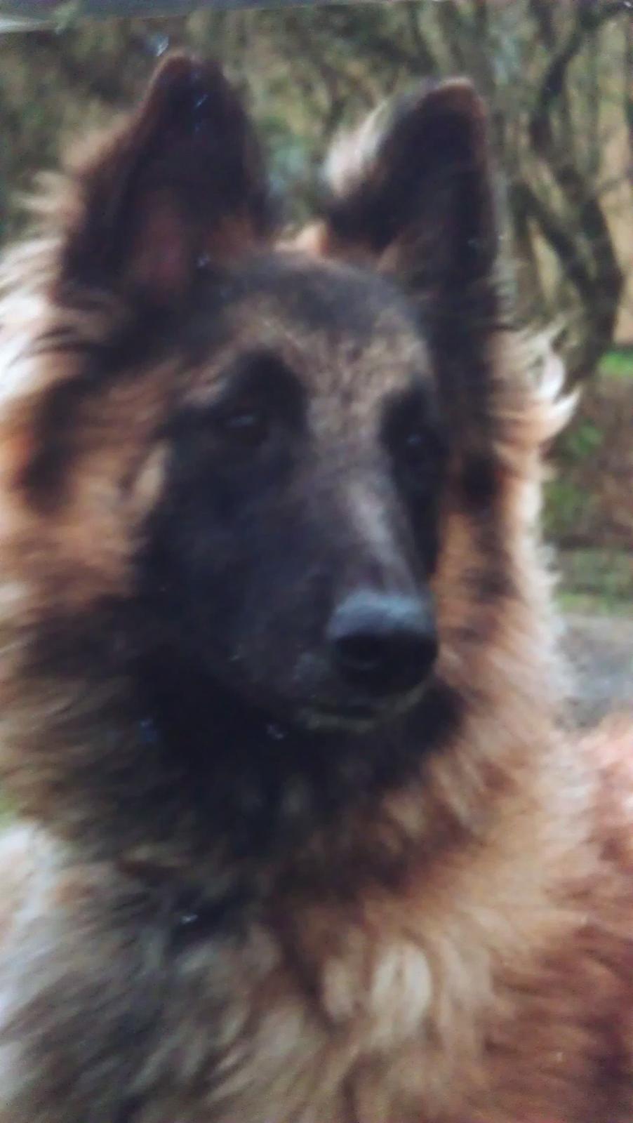 Belgisk hyrdehund Centa - R.I.P. billede 11