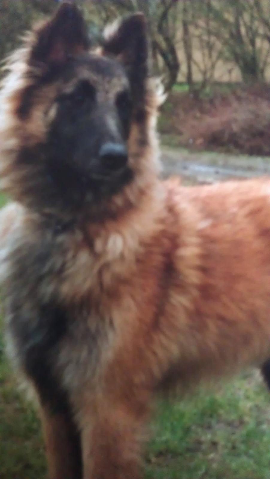 Belgisk hyrdehund Centa - R.I.P. billede 12