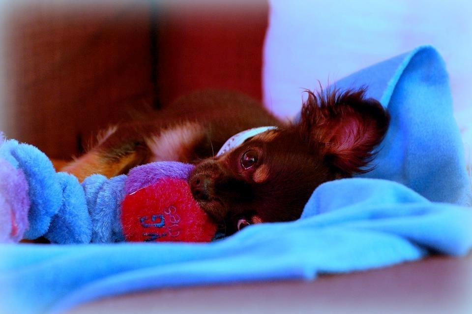 Chihuahua ' Champ - Hygge :) billede 12