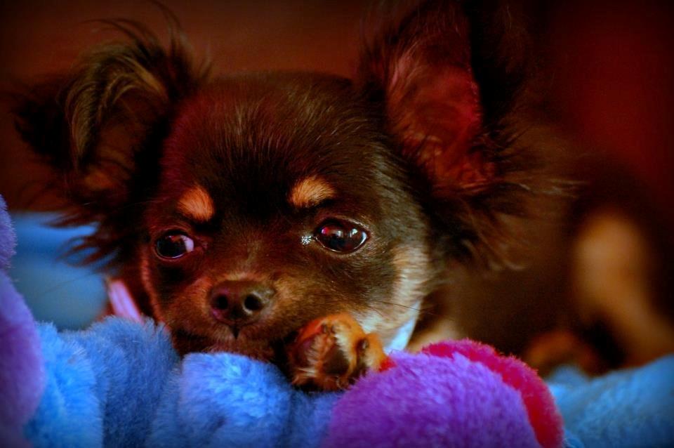 Chihuahua ' Champ - Hygge :) billede 13