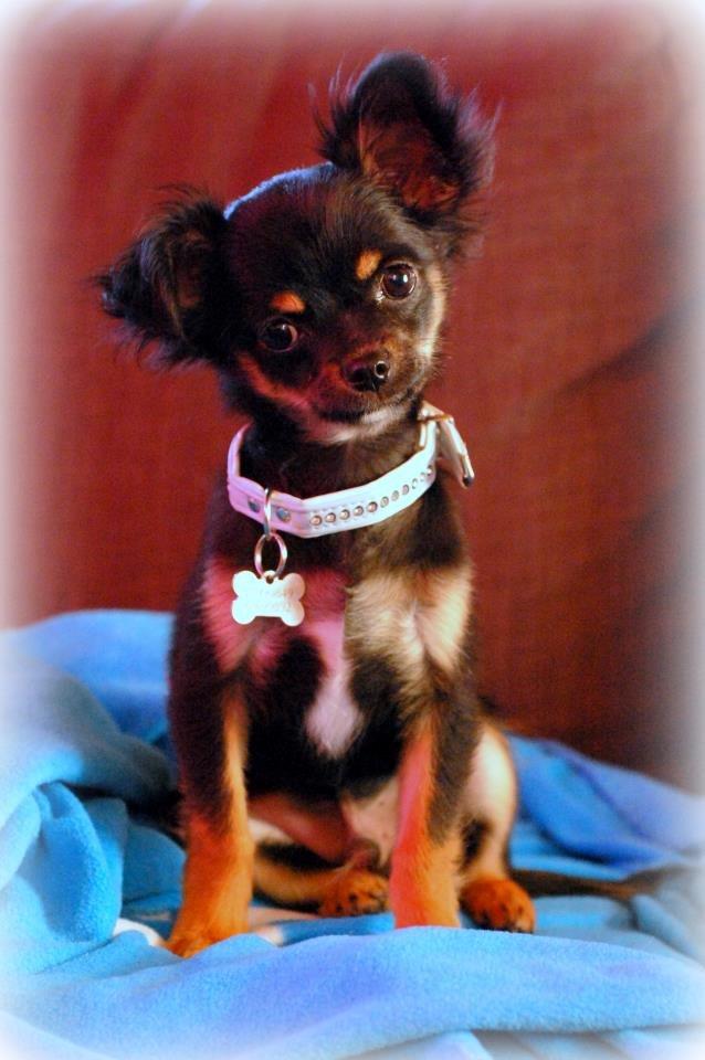 Chihuahua ' Champ - Lytter :) billede 14
