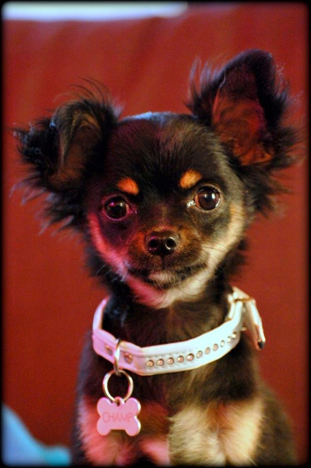 Chihuahua ' Champ - Hejsa :) billede 1