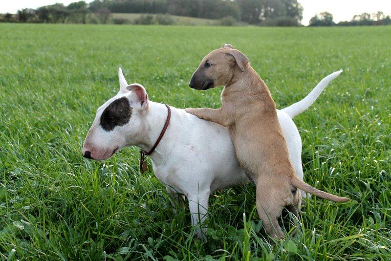 Bullterrier Litchi billede 12