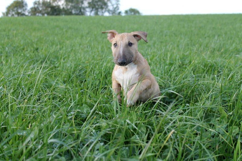 Bullterrier Litchi billede 13