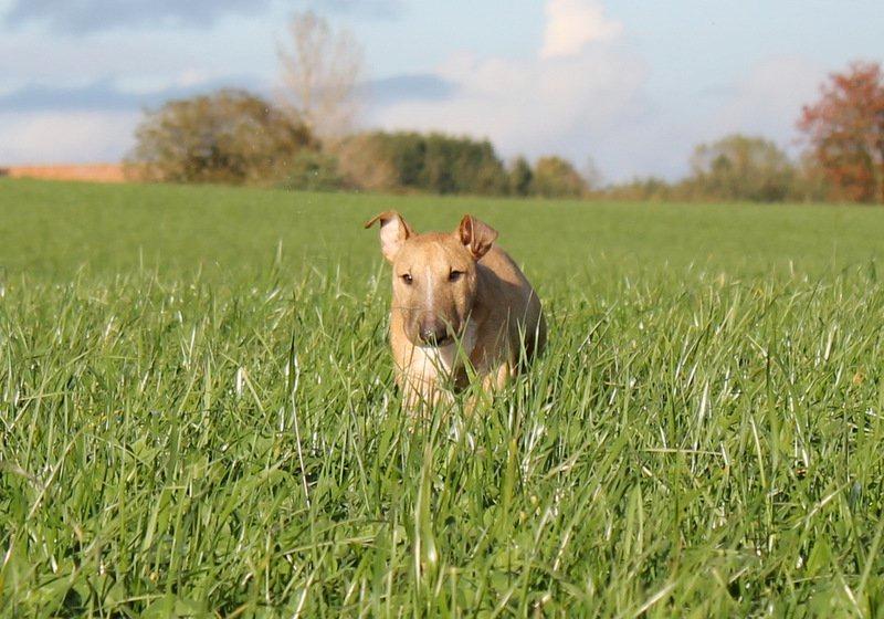 Bullterrier Litchi billede 15