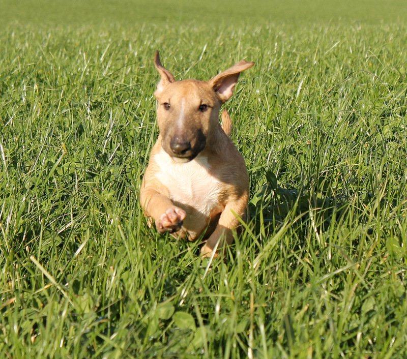Bullterrier Litchi billede 18