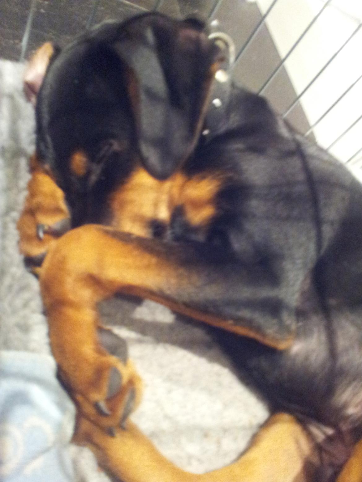 Blanding af racer Bastian billede 3