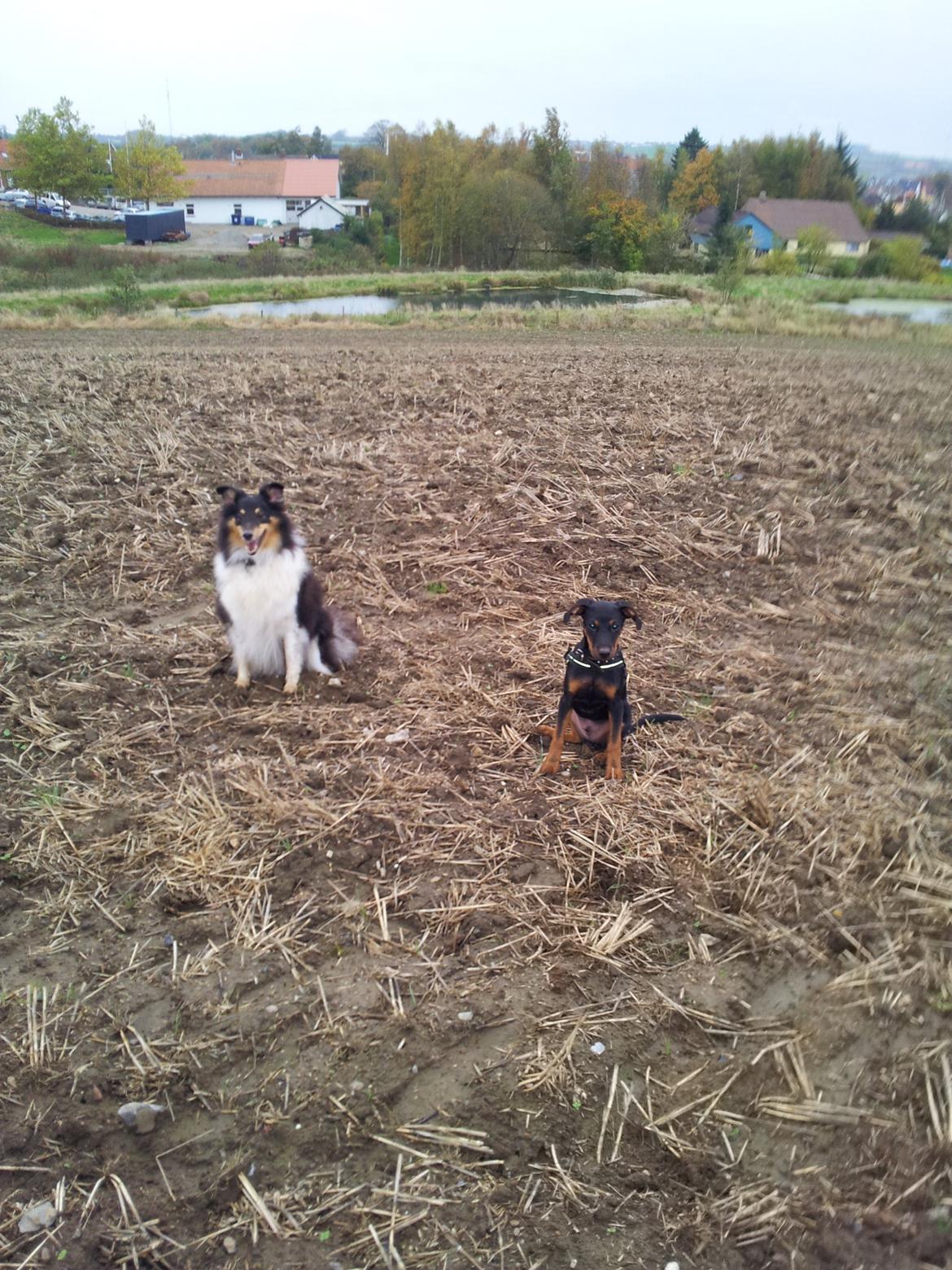 Blanding af racer Bastian billede 5