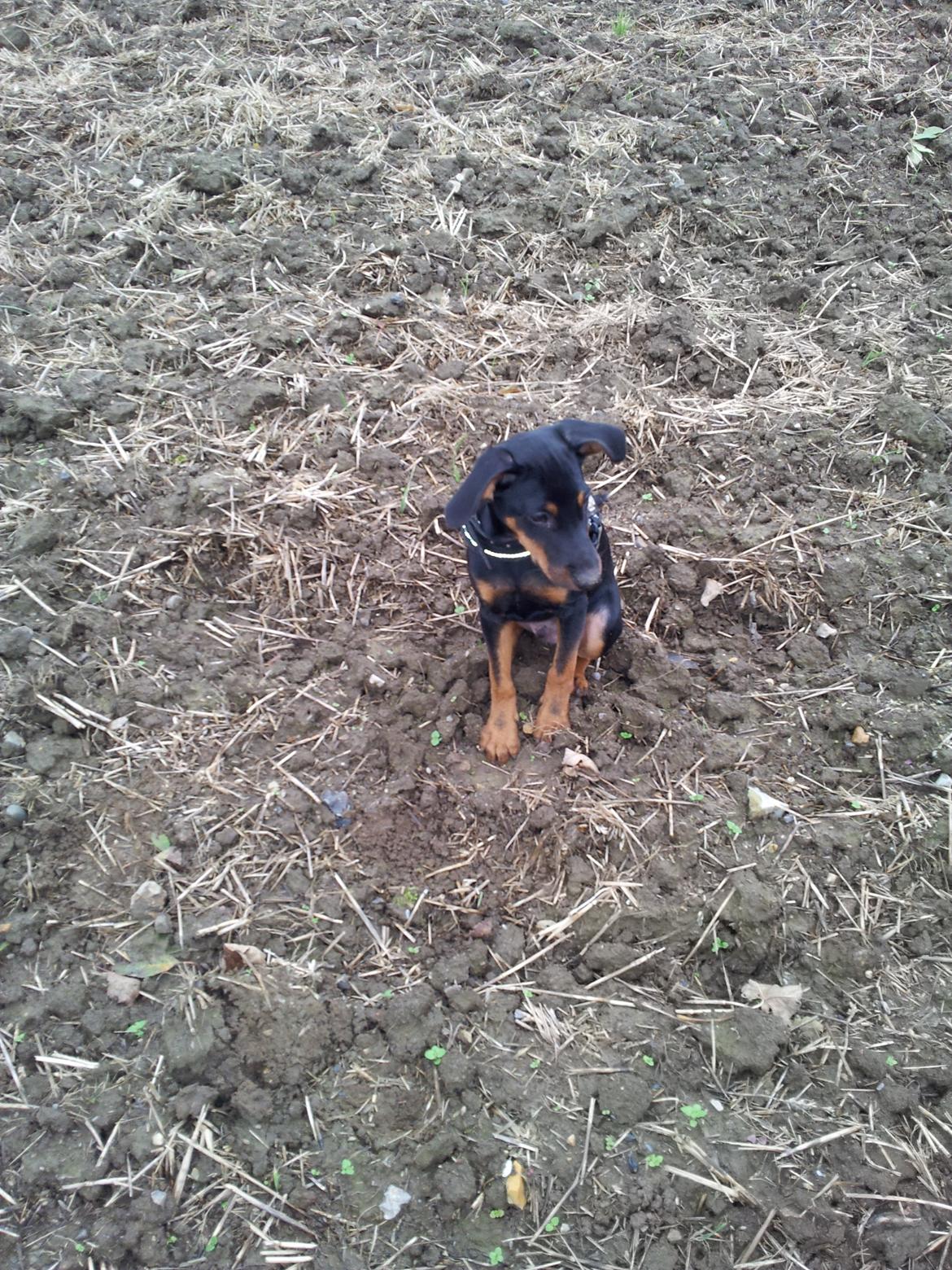 Blanding af racer Bastian billede 6