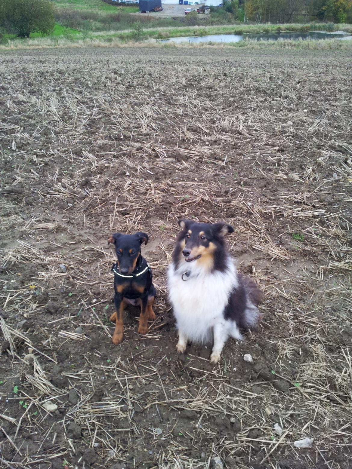 Blanding af racer Bastian billede 4