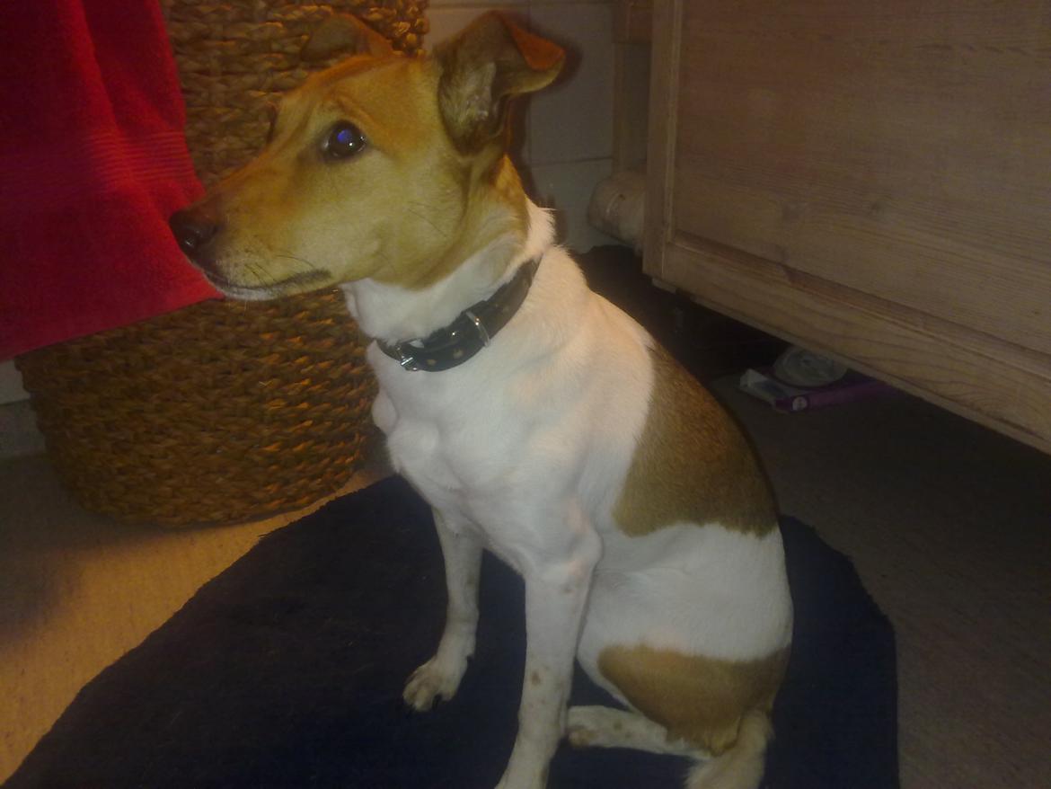 Dansk svensk gaardhund Freja ~min himmelhund - aflivet pga. kræft~ - Mig ude på toilettet, mon jeg bliver lukket ud? :) billede 1