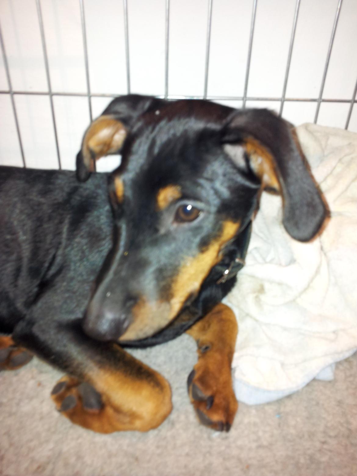 Blanding af racer Bastian billede 7