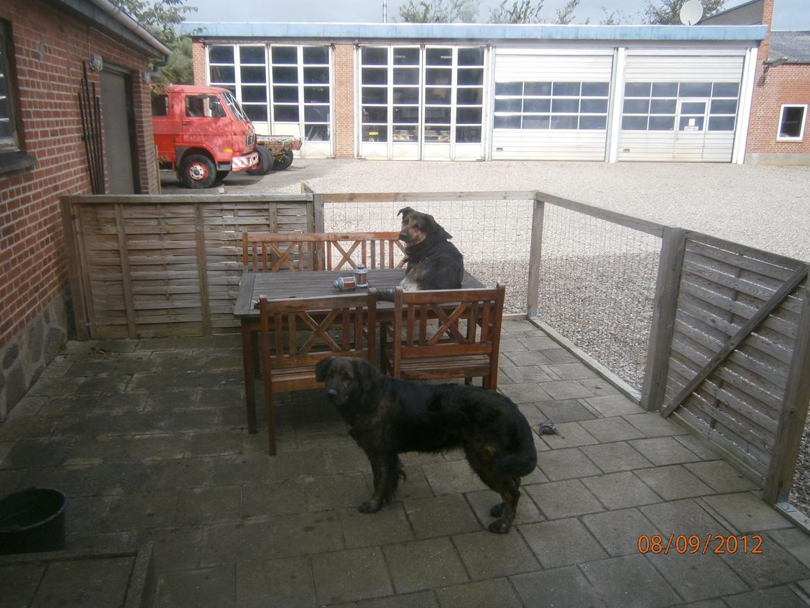 Blanding af racer Dina - Bella (svigerfars hund) er vist bange fir Dina ;P billede 21