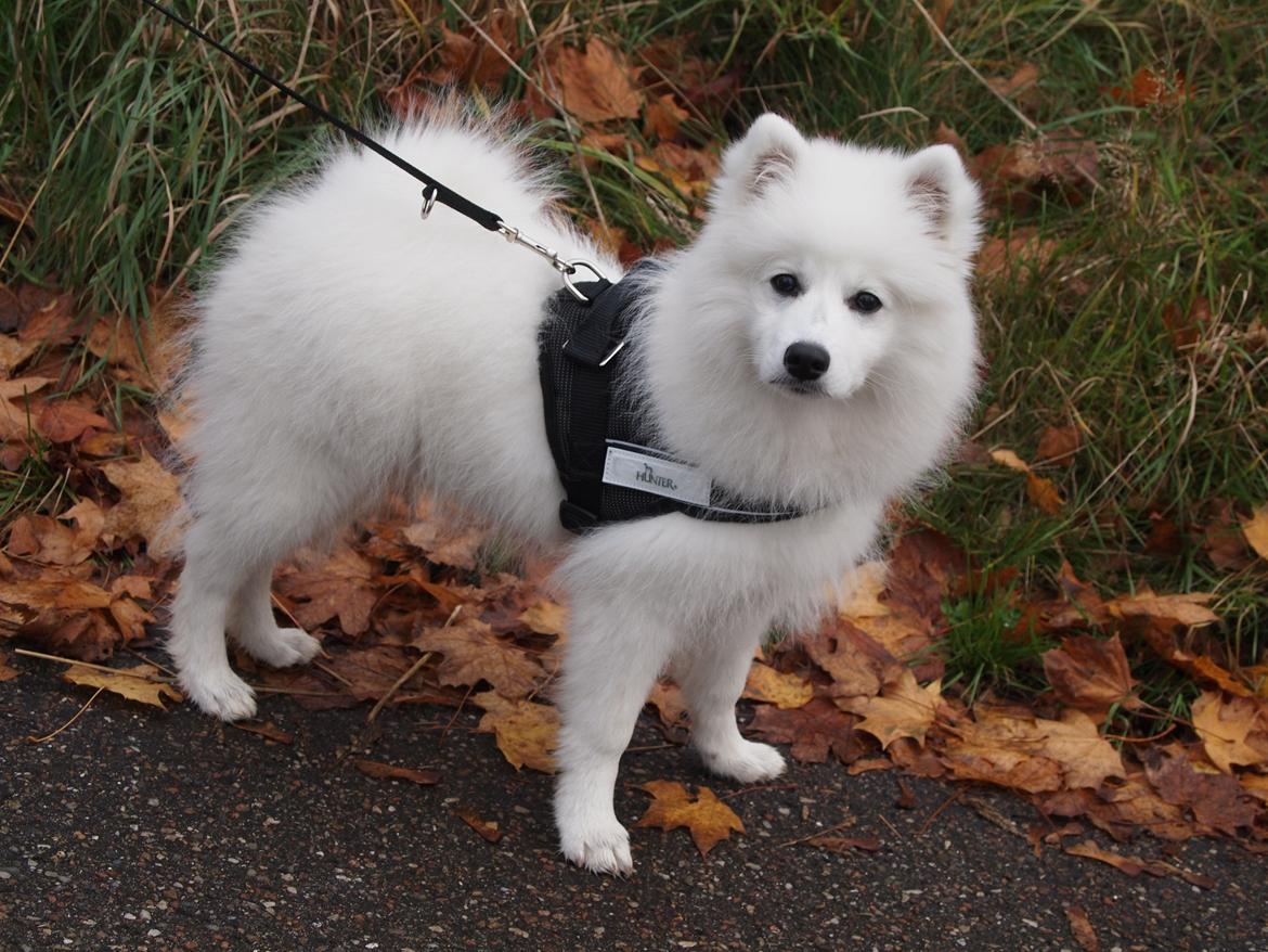 Japansk spids Ninki's Felira Hime Akira <3 - Smukke!!<3 billede 16