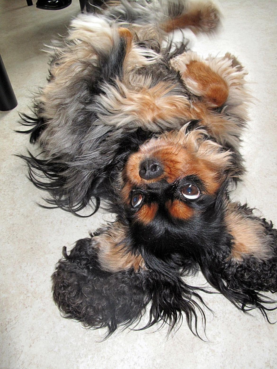 Cavalier king charles spaniel Daisy <3 billede 1