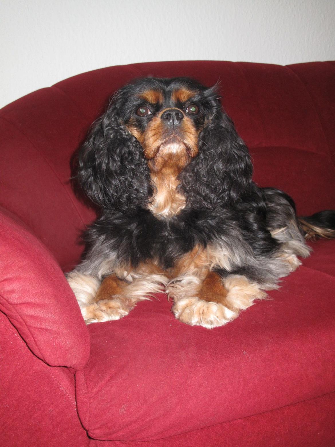 Cavalier king charles spaniel Daisy <3 - hendes plads :D billede 3