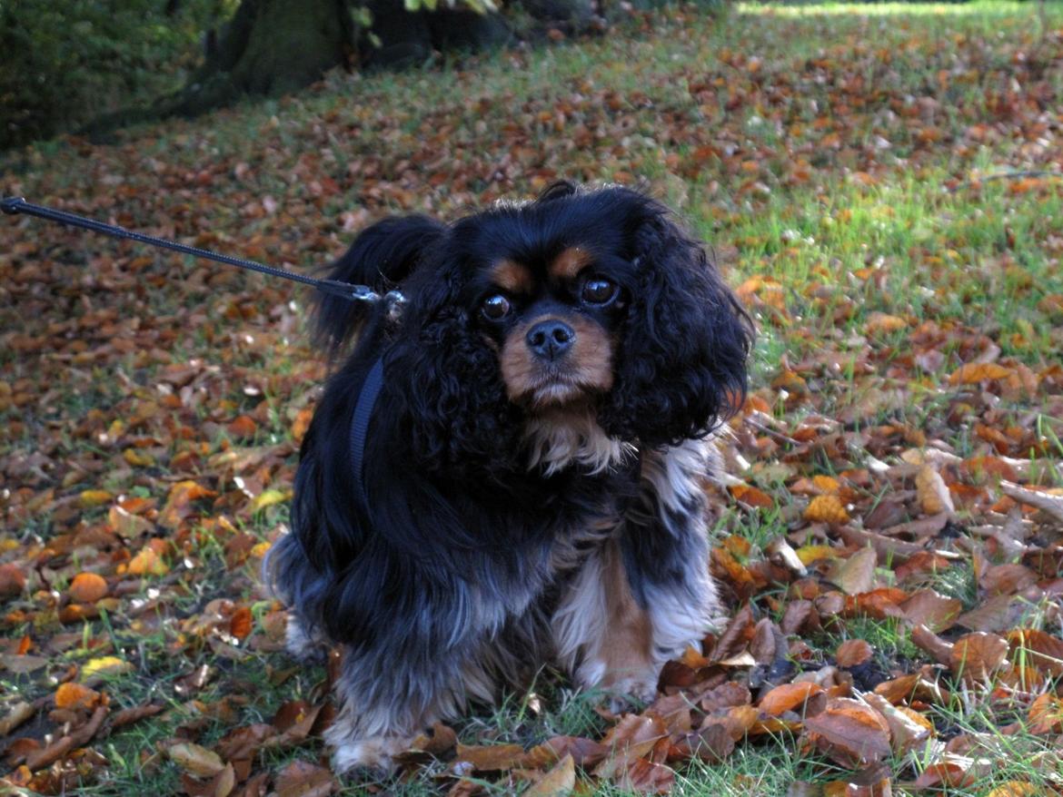 Cavalier king charles spaniel Daisy <3 - Daisy i det dejligt efterårsvejr! billede 4