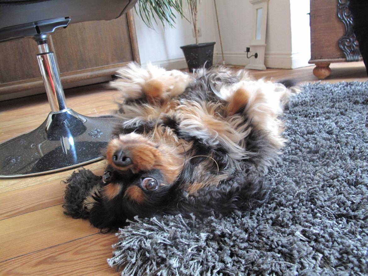 Cavalier king charles spaniel Daisy <3 - Det daisy er bedst til :D billede 5