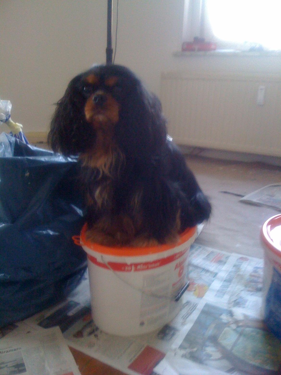 Cavalier king charles spaniel Daisy <3 - tumpe synes hun skulle sidde på farven, da vi flyttede :D billede 6