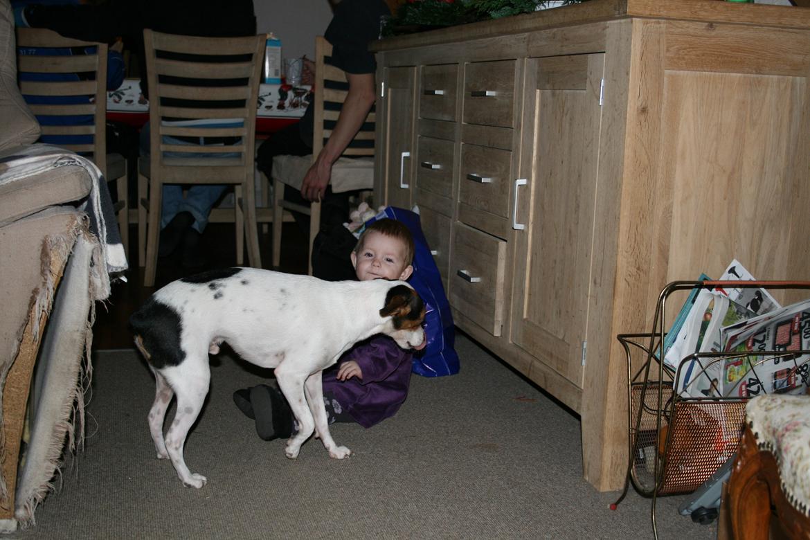 Dansk svensk gaardhund Albert billede 1