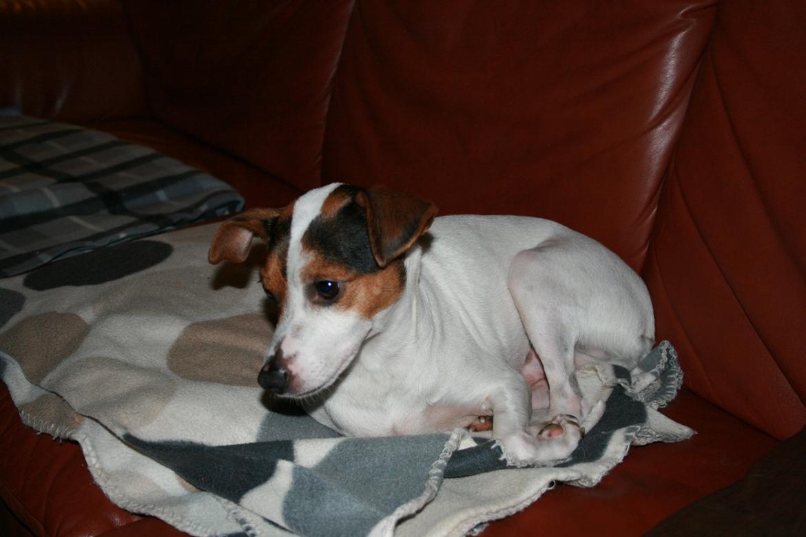 Dansk svensk gaardhund Albert billede 2