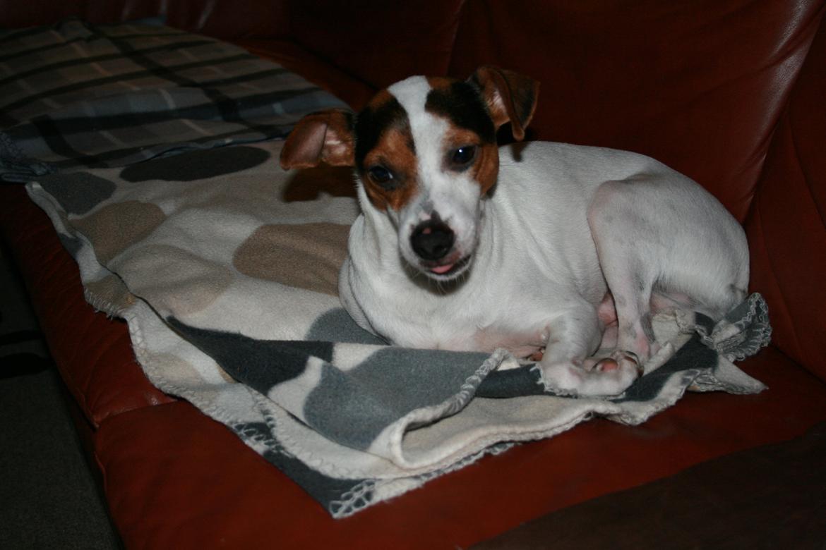 Dansk svensk gaardhund Albert billede 3