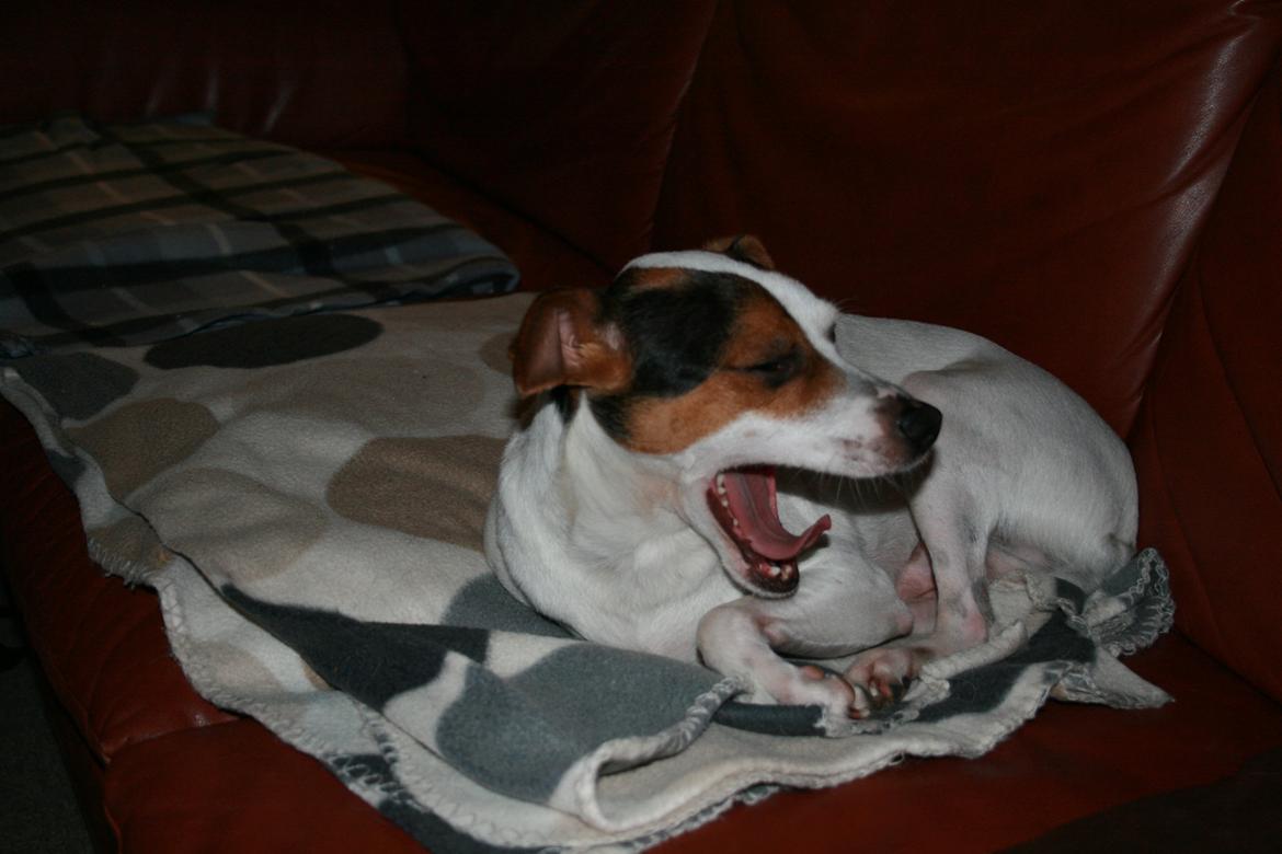 Dansk svensk gaardhund Albert billede 4