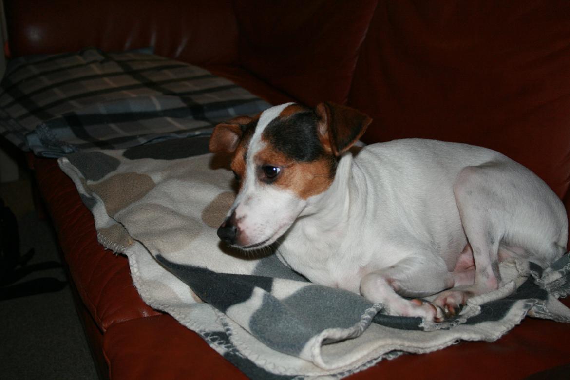 Dansk svensk gaardhund Albert billede 5