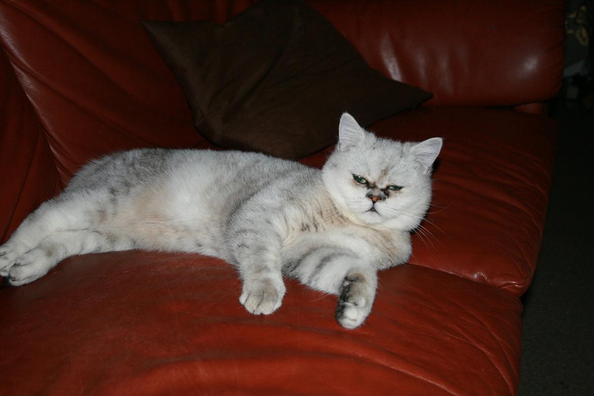 Dansk svensk gaardhund Albert billede 6