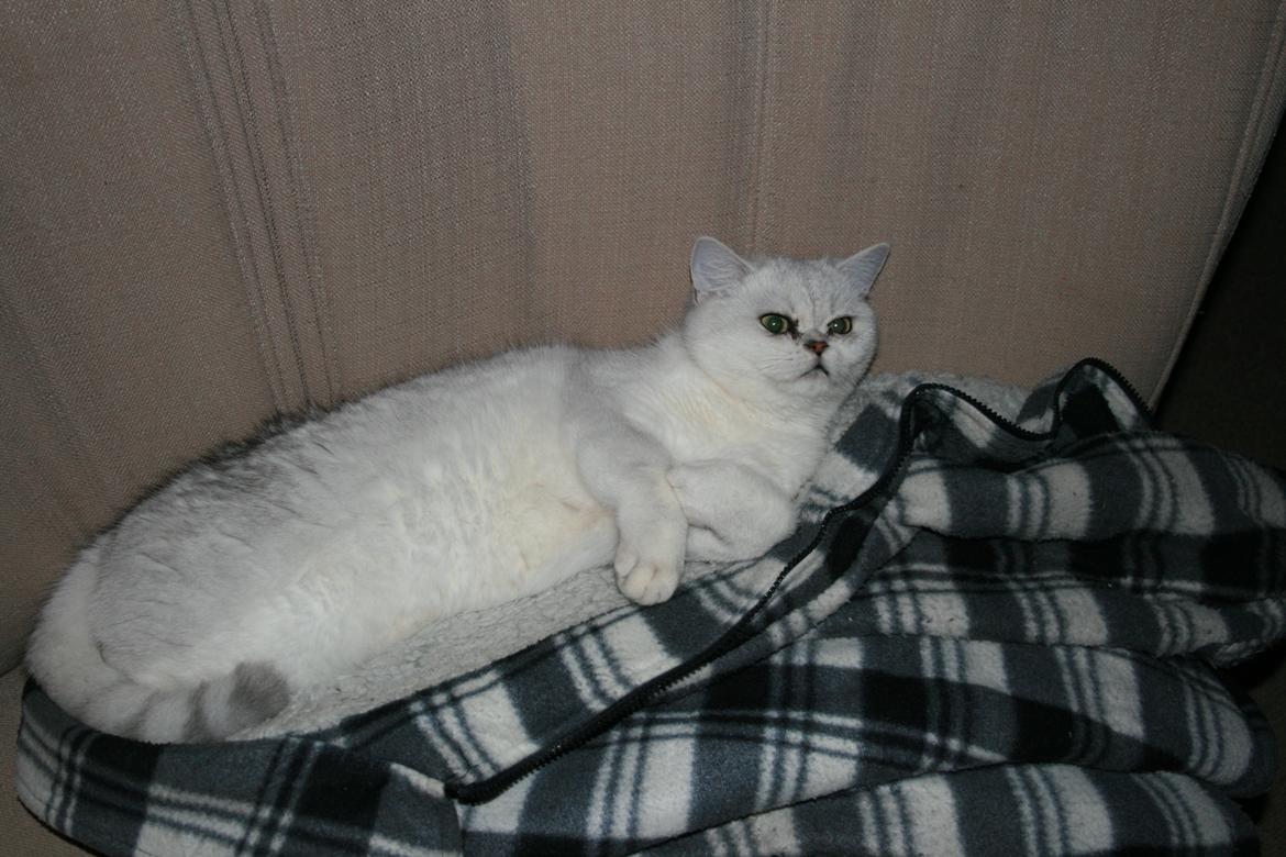 Dansk svensk gaardhund Albert billede 7