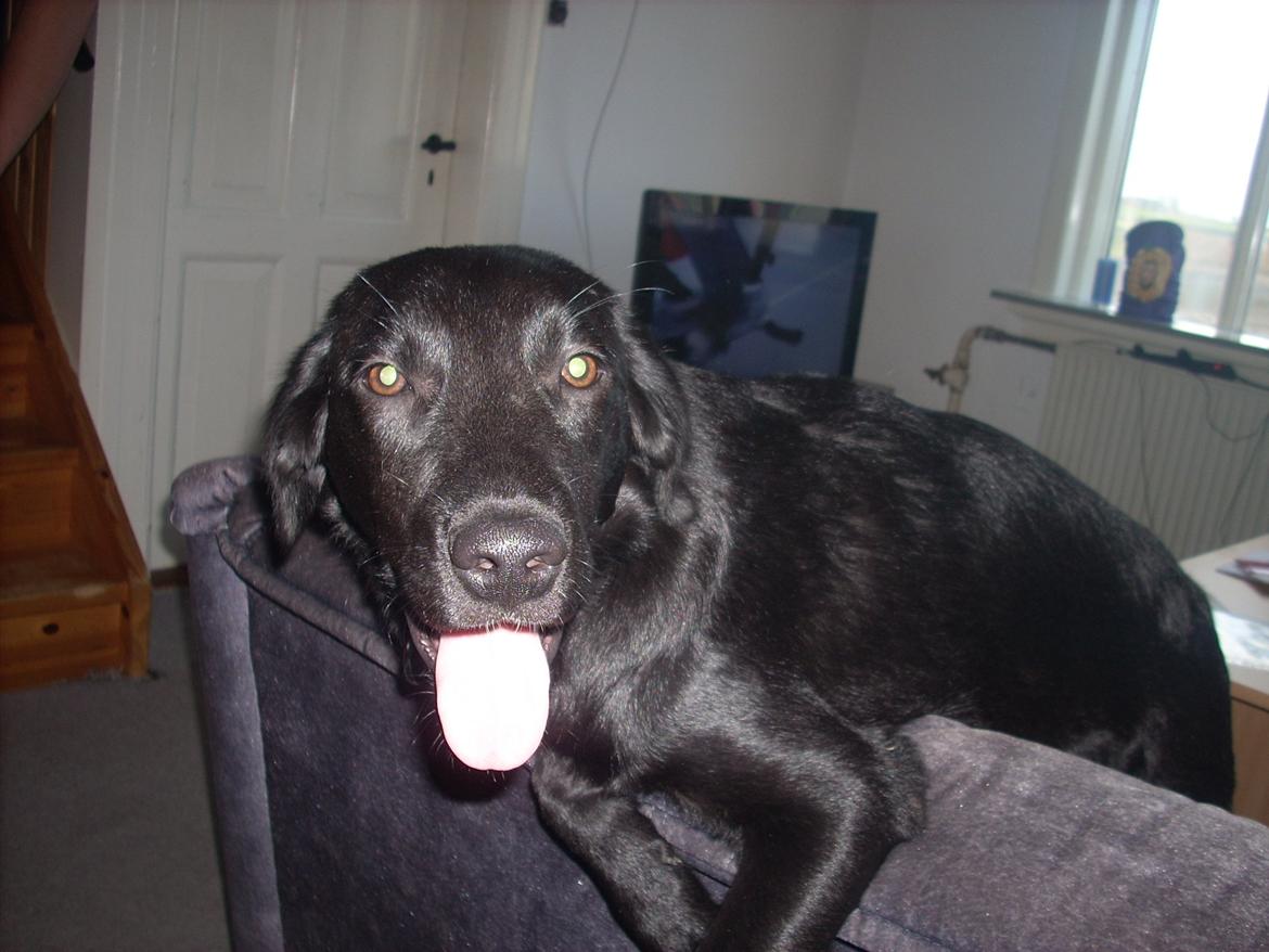 Labrador retriever chilli billede 2