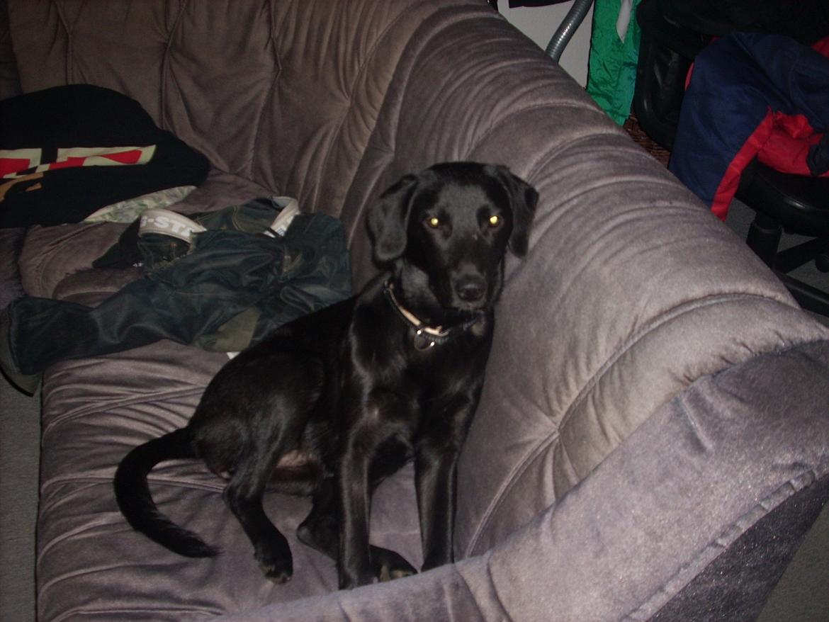 Labrador retriever chilli billede 3