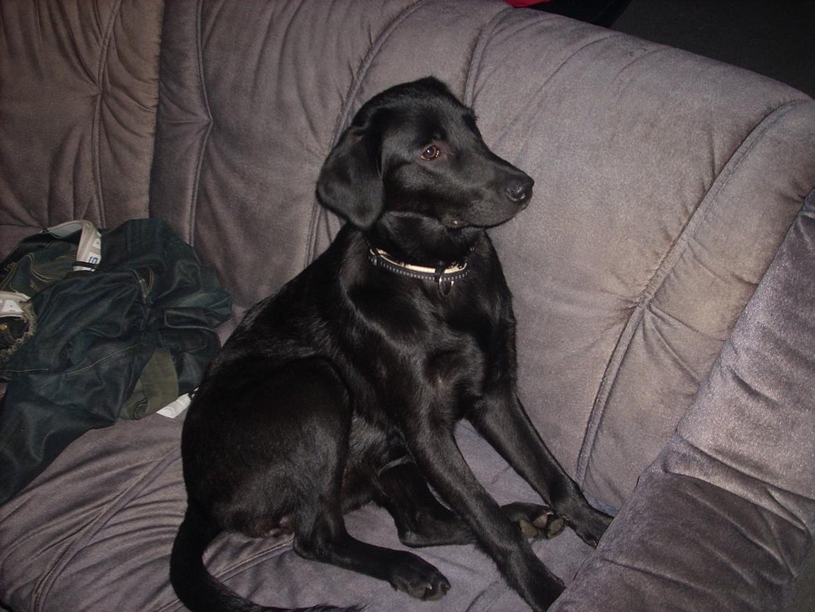 Labrador retriever chilli billede 4