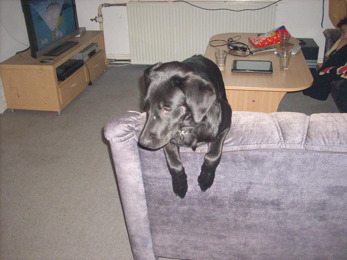 Labrador retriever chilli billede 5