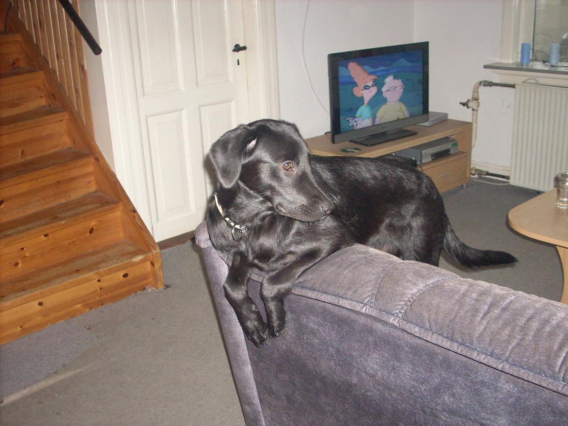 Labrador retriever chilli billede 6