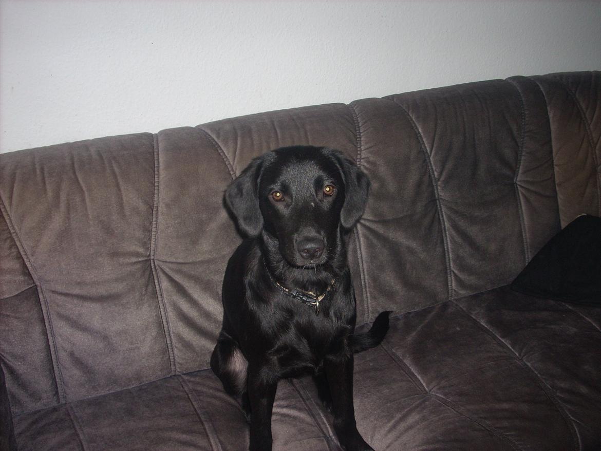Labrador retriever chilli billede 7