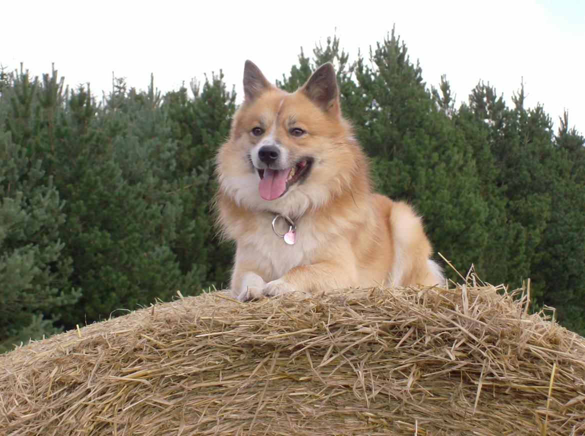 Islandsk fårehund Magnus Hansen (Himmelhund)  billede 1