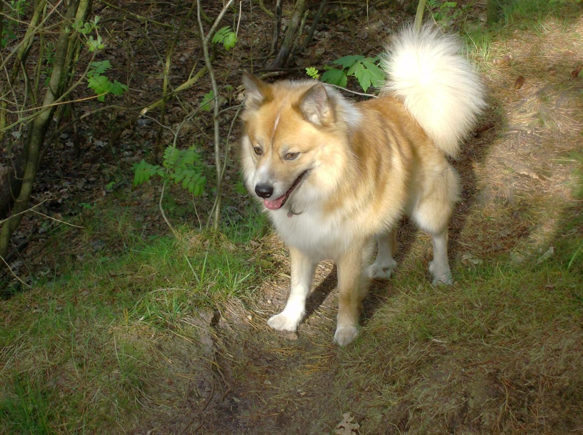 Islandsk fårehund Magnus Hansen (Himmelhund)  - I skoven.  billede 3