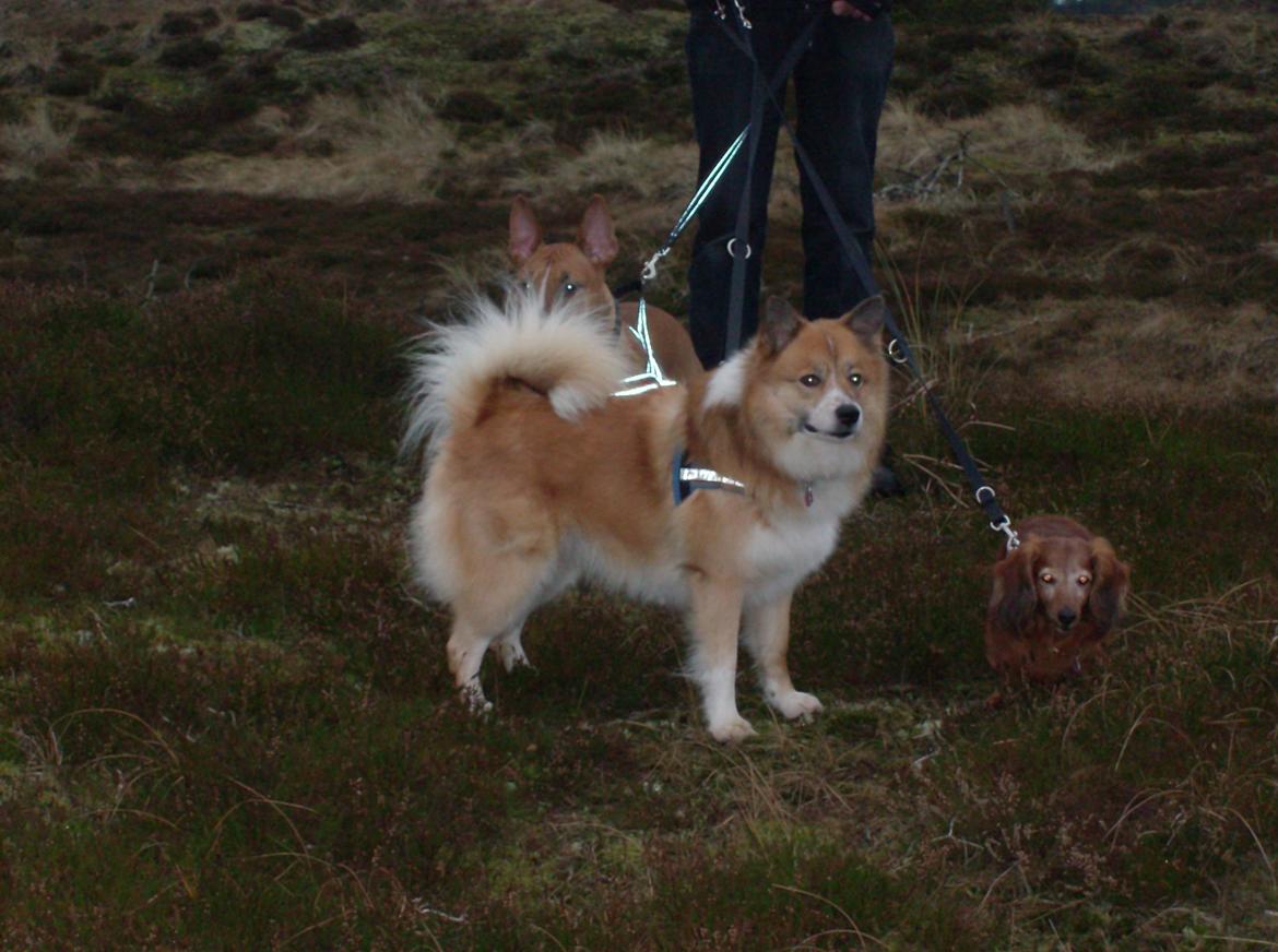 Islandsk fårehund Magnus Hansen (Himmelhund)  - På aftentur. :-)  billede 4