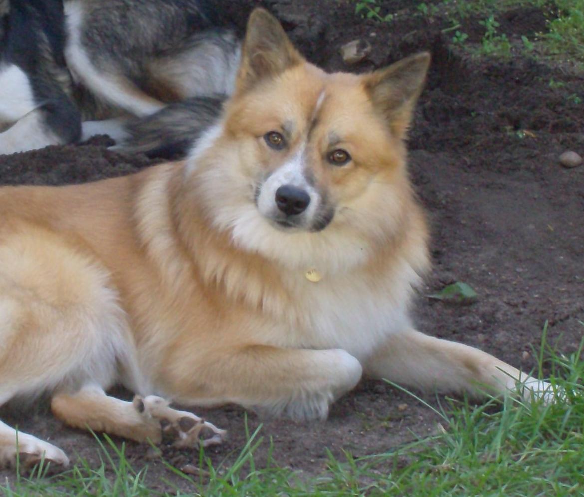 Islandsk fårehund Magnus Hansen (Himmelhund)  billede 5