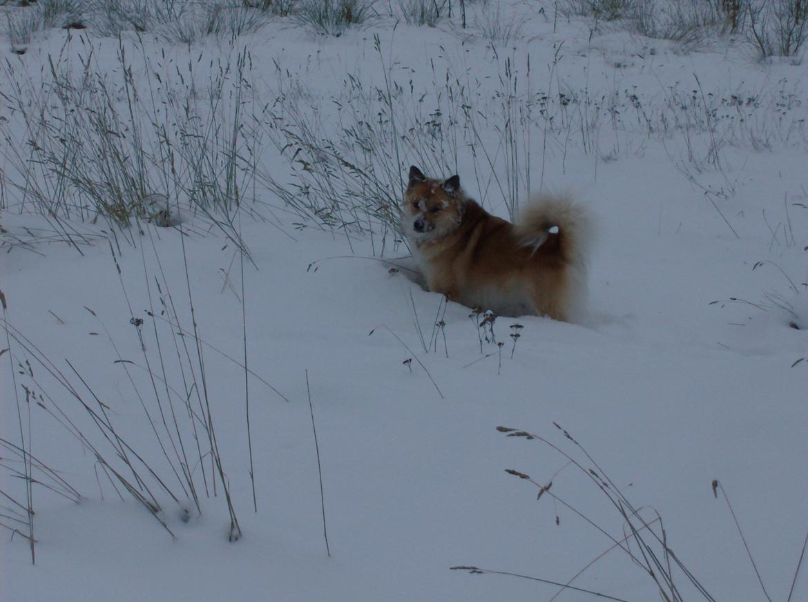 Islandsk fårehund Magnus Hansen (Himmelhund)  - I sneen. Magnus yndlingsårstid. :-)  billede 7