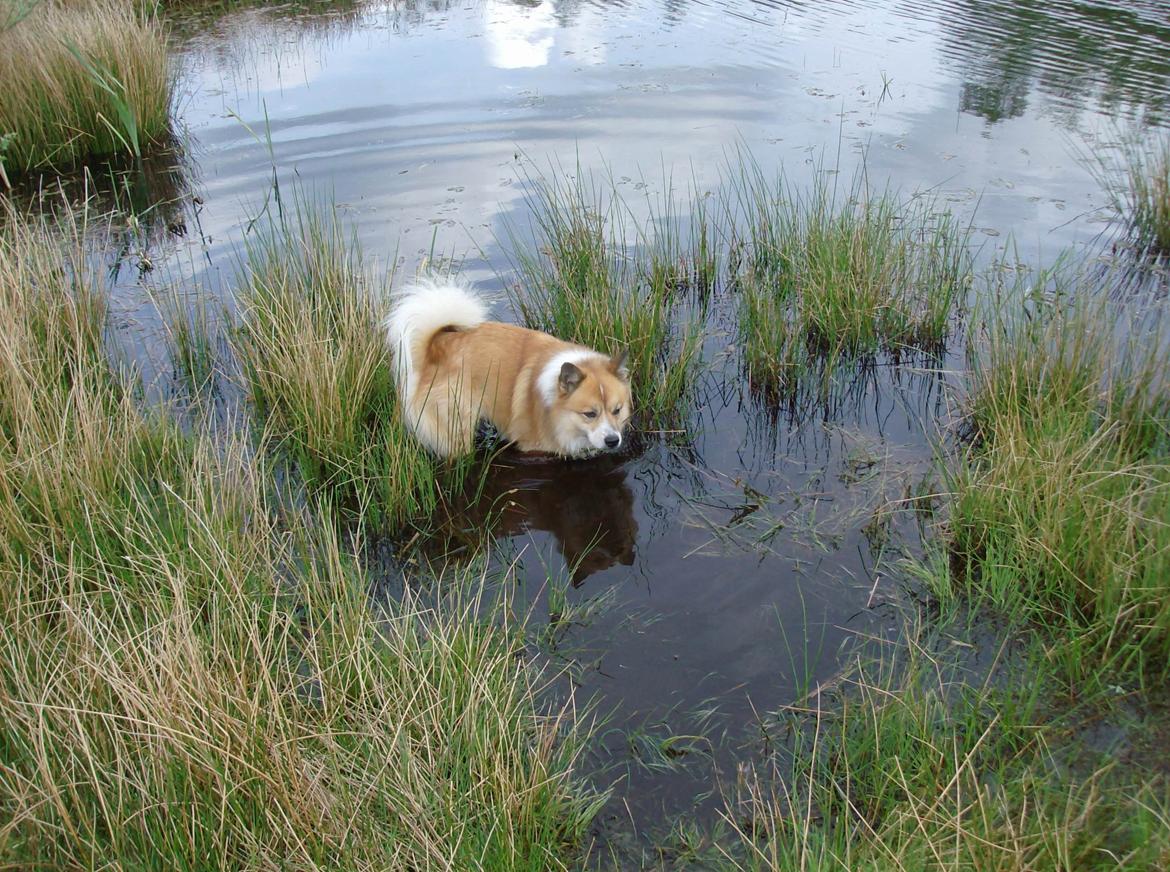 Islandsk fårehund Magnus Hansen (Himmelhund)  - Vandhund er han også. :-)  billede 8